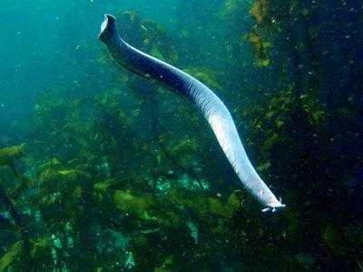 娱乐吃瓜酱鲨鱼视频